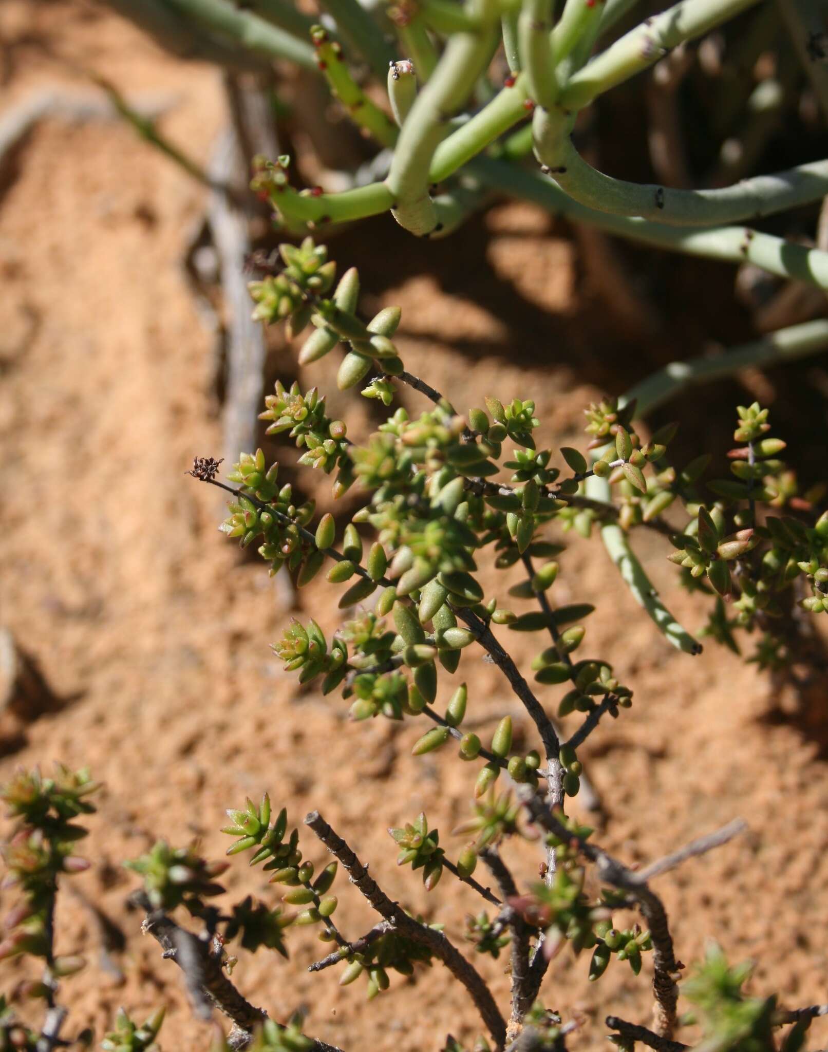 Crassula muricata Thunb. resmi