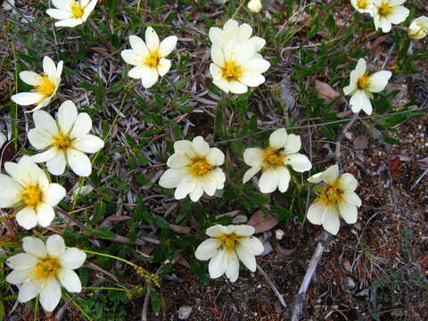 Image of entireleaf mountain-avens