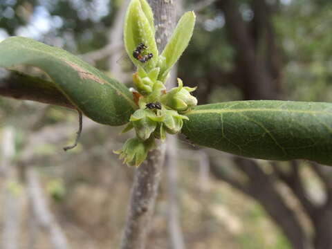 Sivun Diospyros californica (Brandegee) I. M. Johnst. kuva