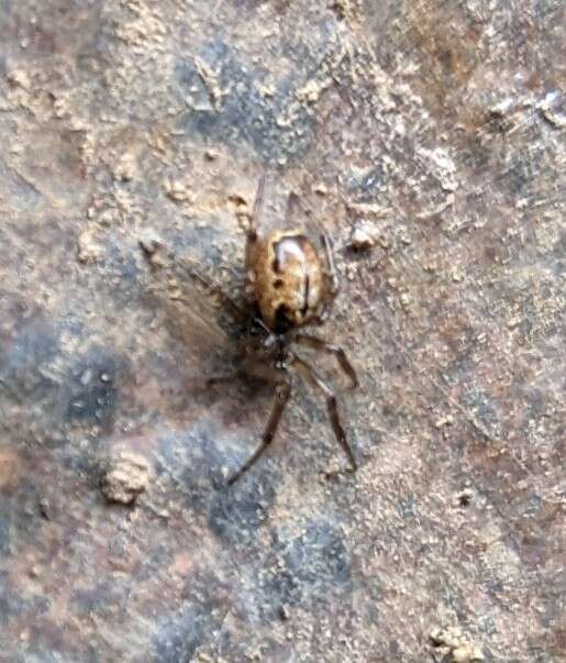 Image of Marbled Cobweb Spider