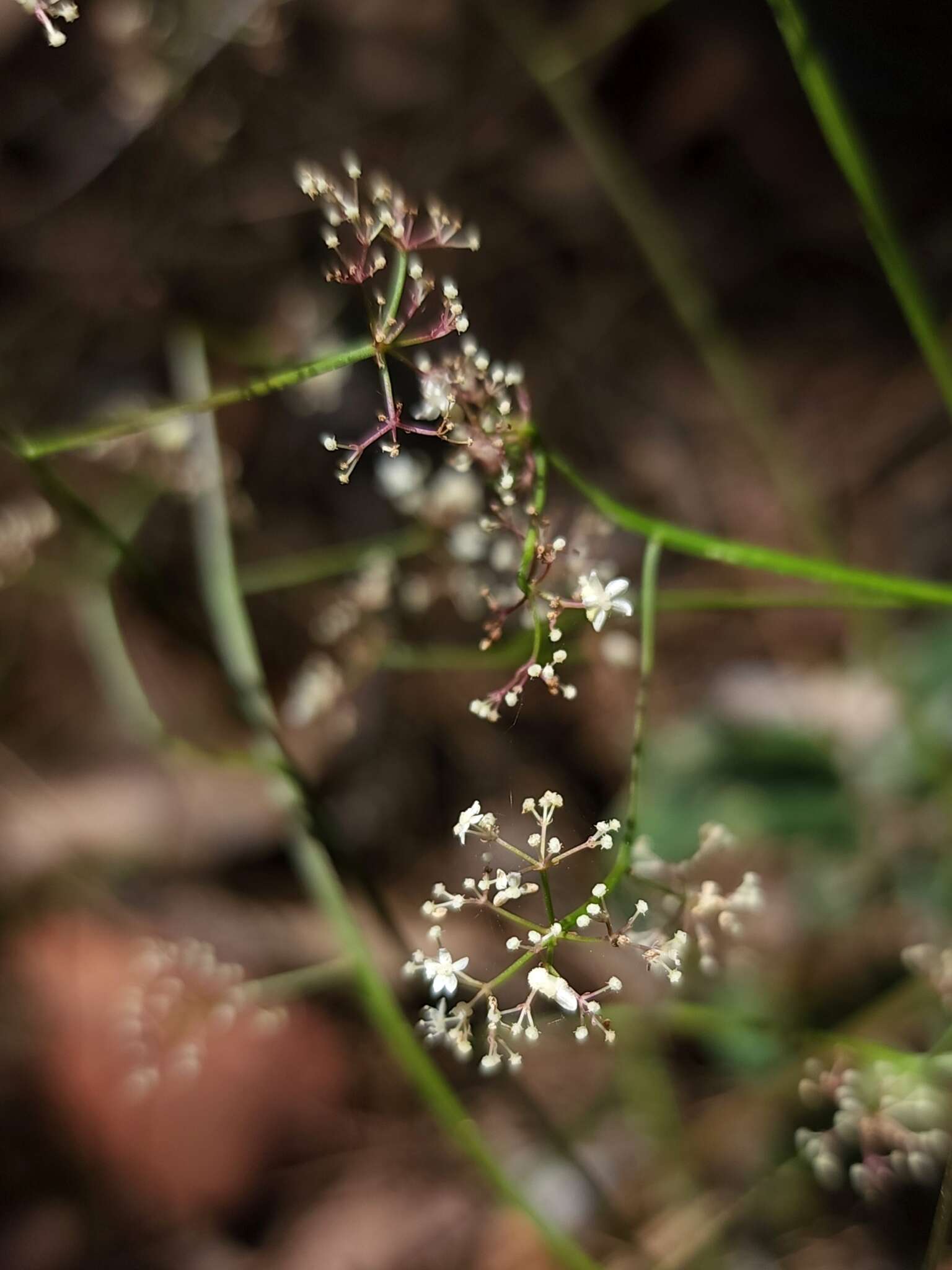 Image of Platysace filiformis (Bunge) C. Norman