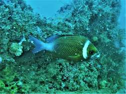 Image of Igcar monocle bream