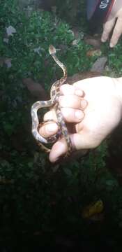 Image of Banded Cat-eyed Snake