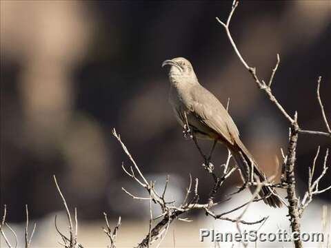 صورة Toxostoma crissale Henry 1858