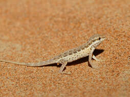 Image of Arnold's Rock Gecko