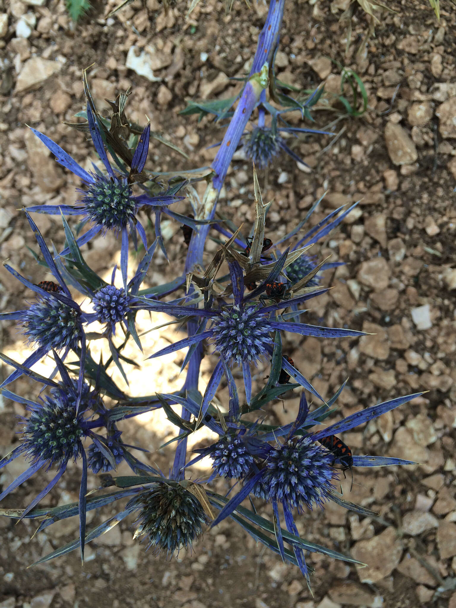 Eryngium amethystinum L. resmi