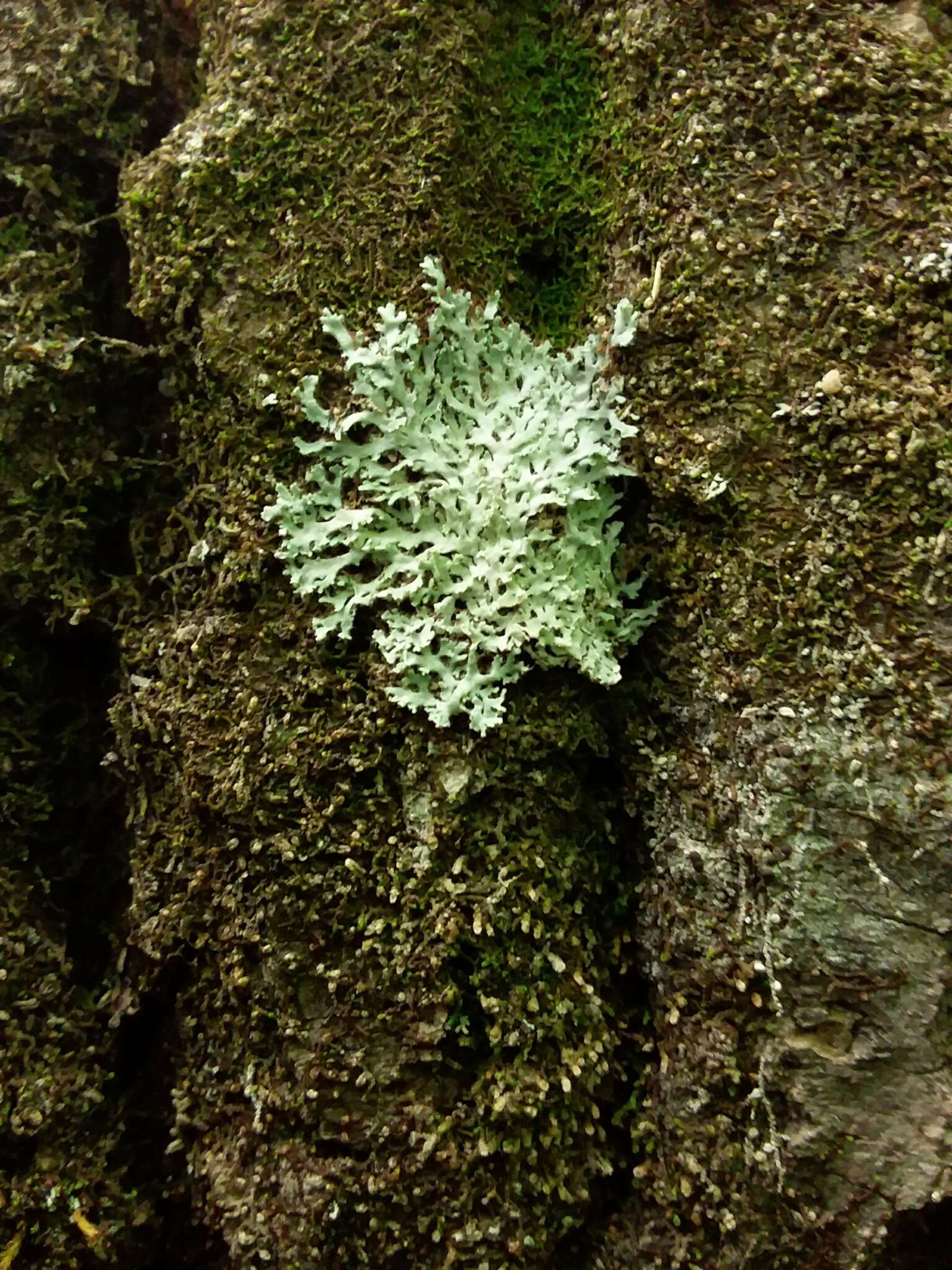 Image of Heterodermia speciosa (Wulfen) Trevis.