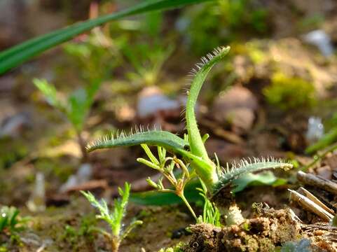 Image of Ornithogalum hispidum Hornem.