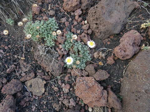 Image of Anthemis aetnensis Schouw