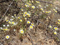 Image de Pentachaeta aurea subsp. allenii Keil