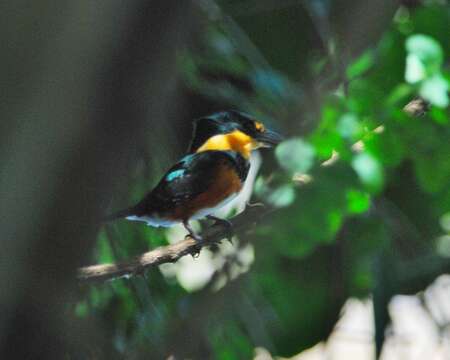 Image of American Pygmy Kingfisher