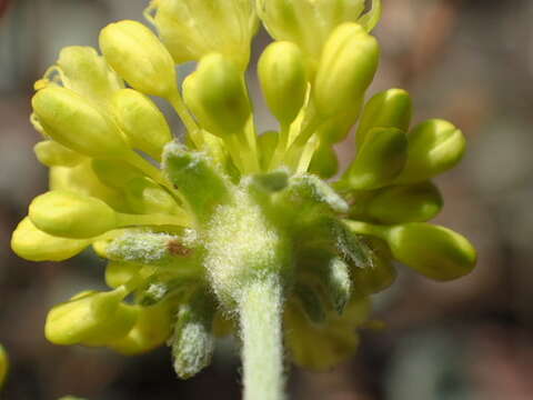 Image of sulphur-flower buckwheat