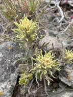 Image of <i>Castilleja <i>pilosa</i></i> var. pilosa