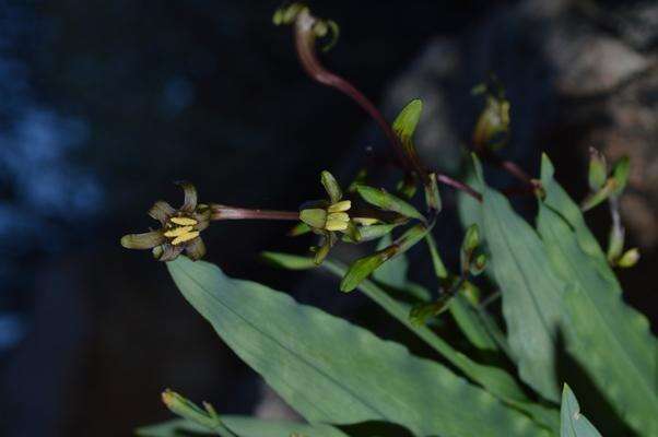 Image of Freesia viridis (Aiton) Goldblatt & J. C. Manning