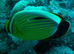 Image of Blacktail Butterflyfish