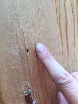 Image of Spruce Beetle