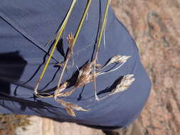 Image of Thamnochortus papyraceus Pillans