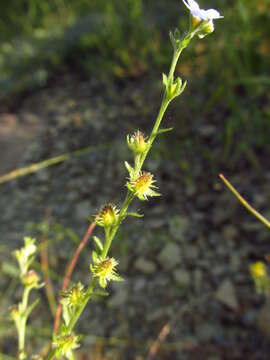 Image of Lappula barbata (M. Bieb.) Gürke