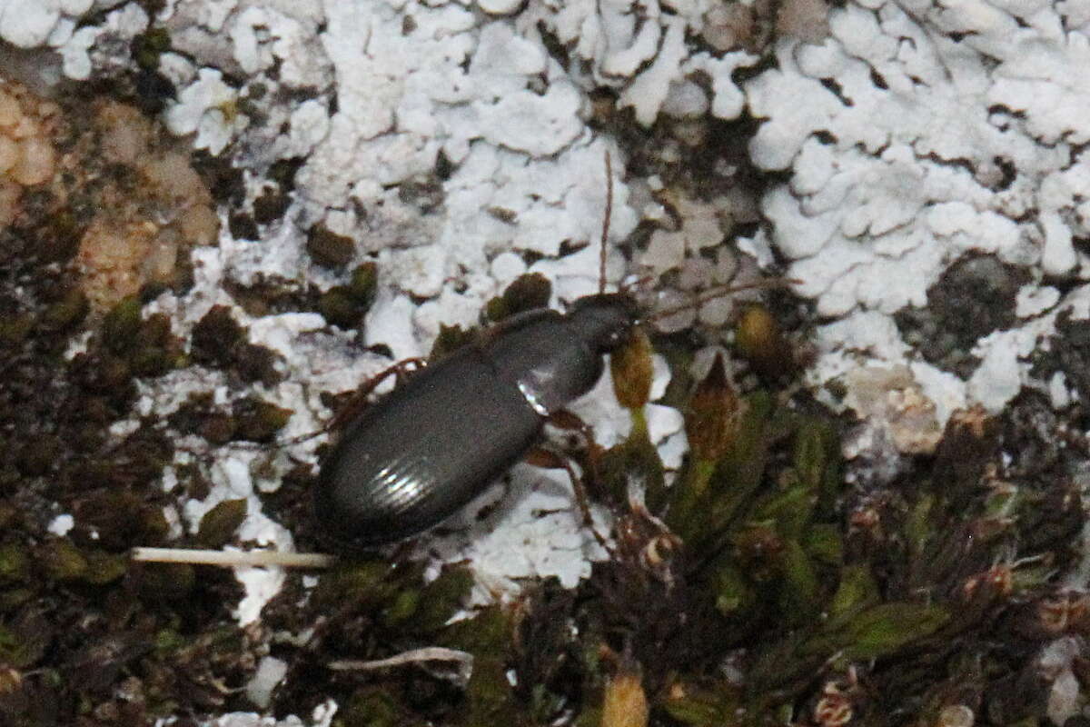 Image de Calathus (Neocalathus) erratus (C. R. Sahlberg 1827)