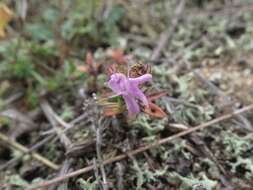 صورة Thymus ternejicus