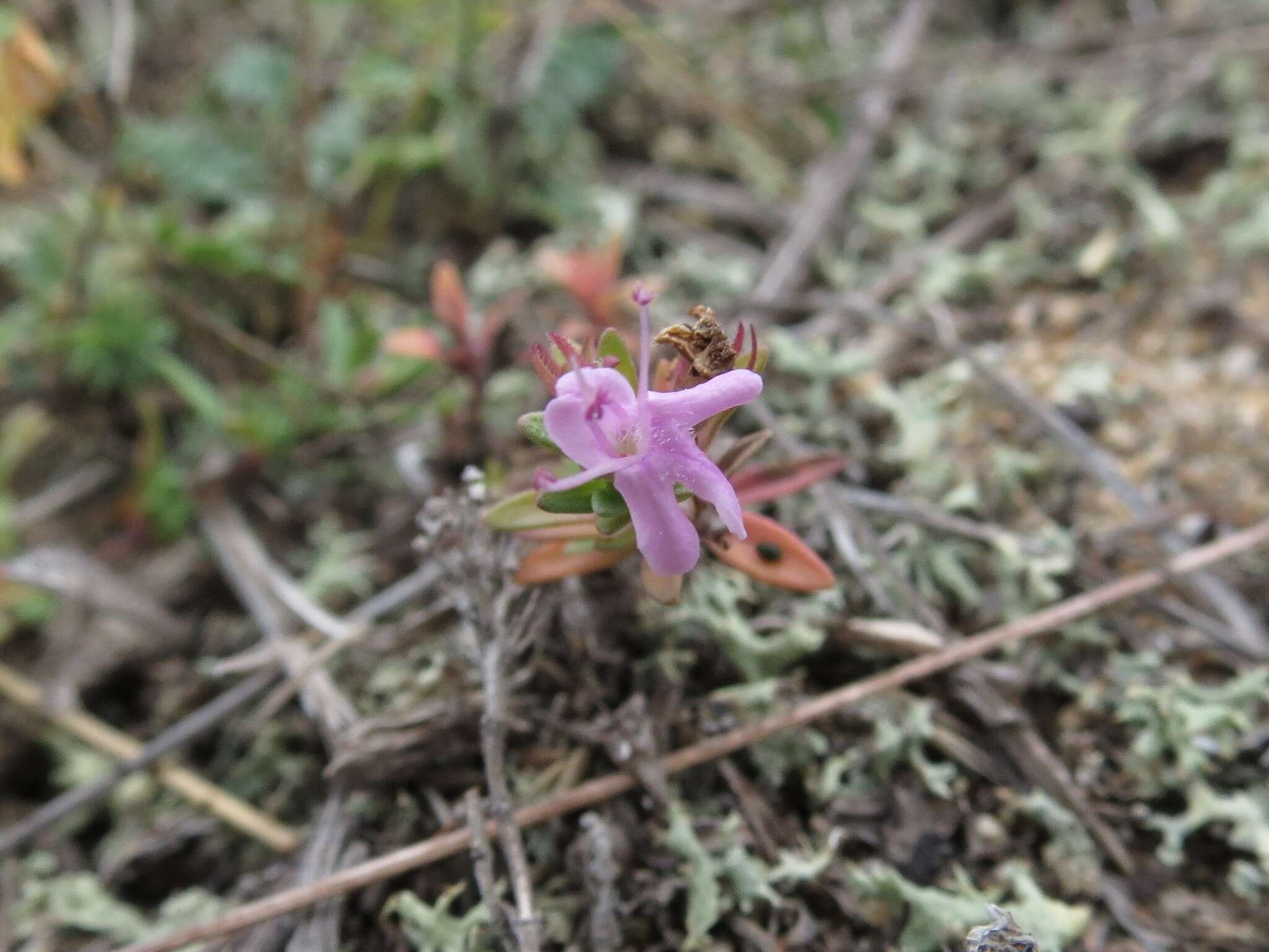 Слика од Thymus ternejicus