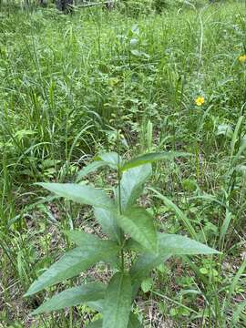 Image of Lysimachia davurica Ledeb.