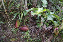 Image of Giant Malaysian Pitcher Plant