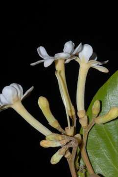 Image of Beach Gardenia