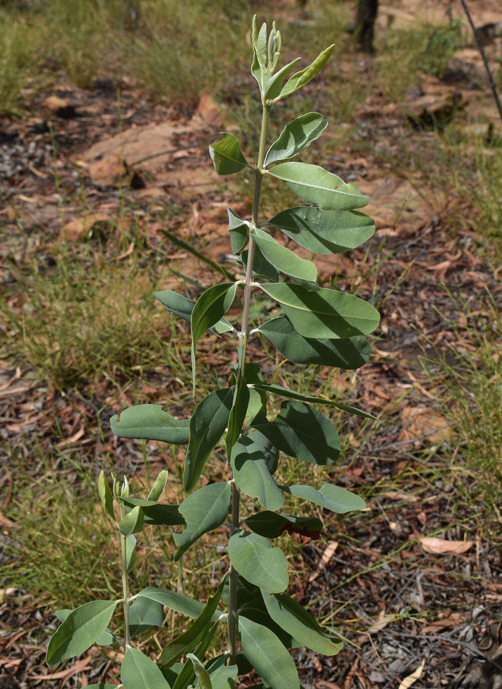 Image of Gastrolobium grandiflorum F. Muell.