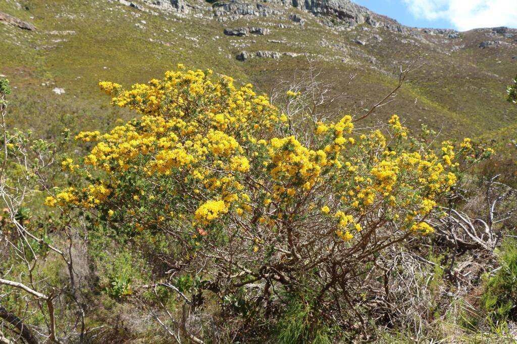 Imagem de Aspalathus excelsa R. Dahlgren