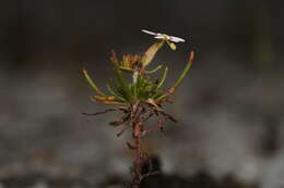 Image de Stylidium breviscapum R. Br.