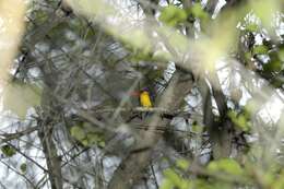 Image of Black-backed Kingfisher