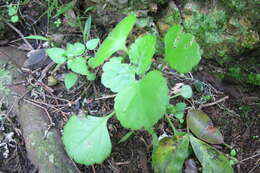 Image of whorled plectranthus