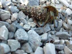 Image of Mediterranean intertidal hermit crab