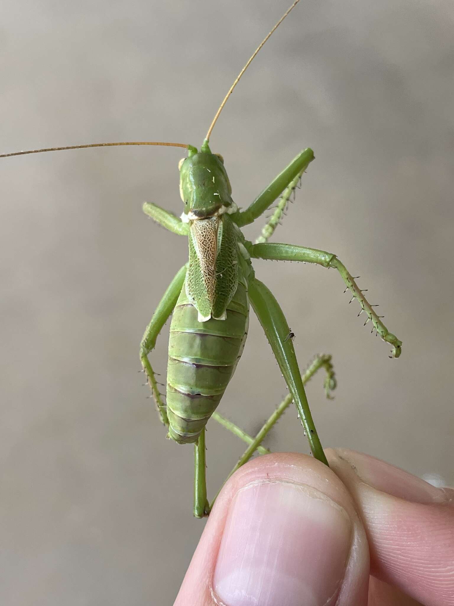 Image of Lesser Arid-land Katydid