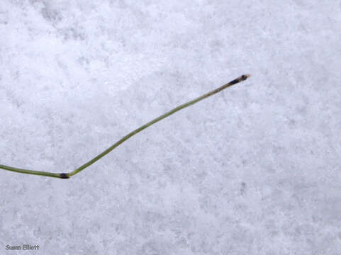 Image of Delicate Horsetail