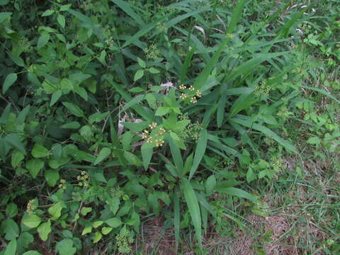 Image of purple meadowparsnip