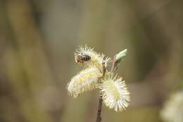 Image of Colletes cunicularius (Linnaeus 1761)