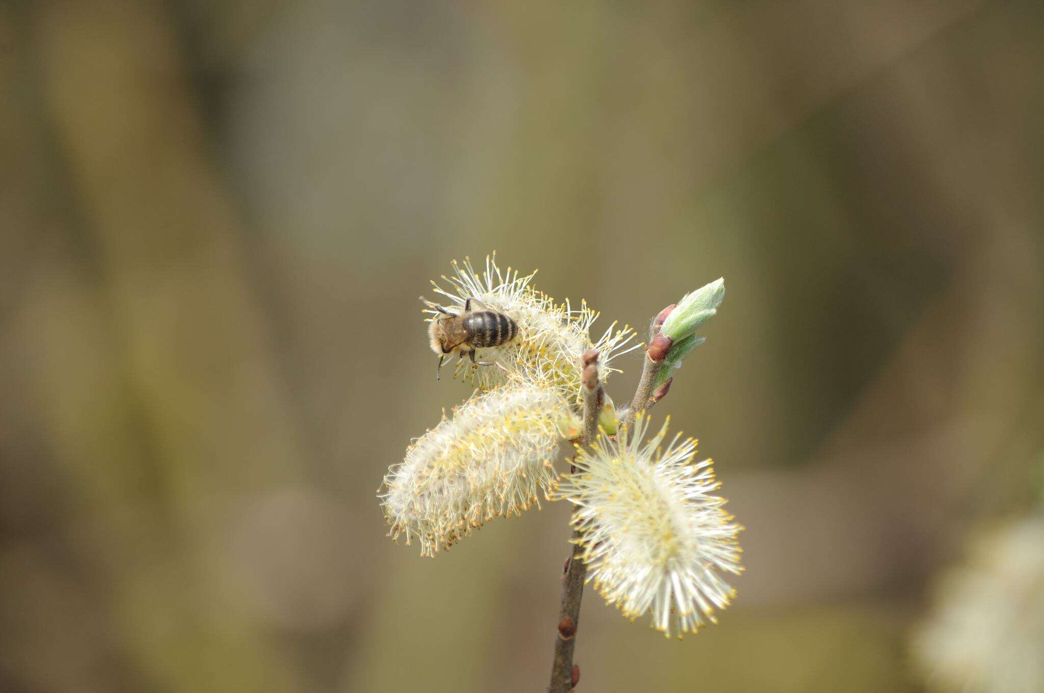 Colletes cunicularius (Linnaeus 1761) resmi