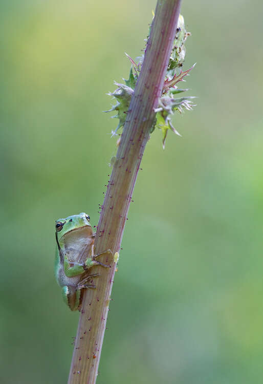 Image of Hyla orientalis Bedriaga 1890