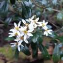 Image of Olearia persoonioides (DC.) Benth.