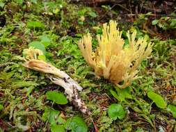 Image of Ramaria cystidiophora (Kauffman) Corner 1950