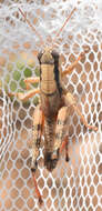 Image of Melanoplus texensis Hart & C. A. 1906