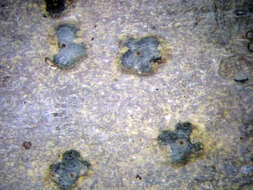 Image of wart lichen