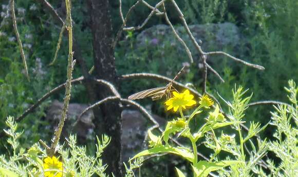 Image of Zebra Longwing