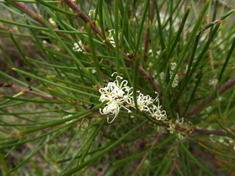 Image of Hakea actites W. R. Barker