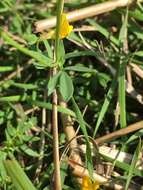 Image of Narrow-leaved Bird's-foot-trefoil