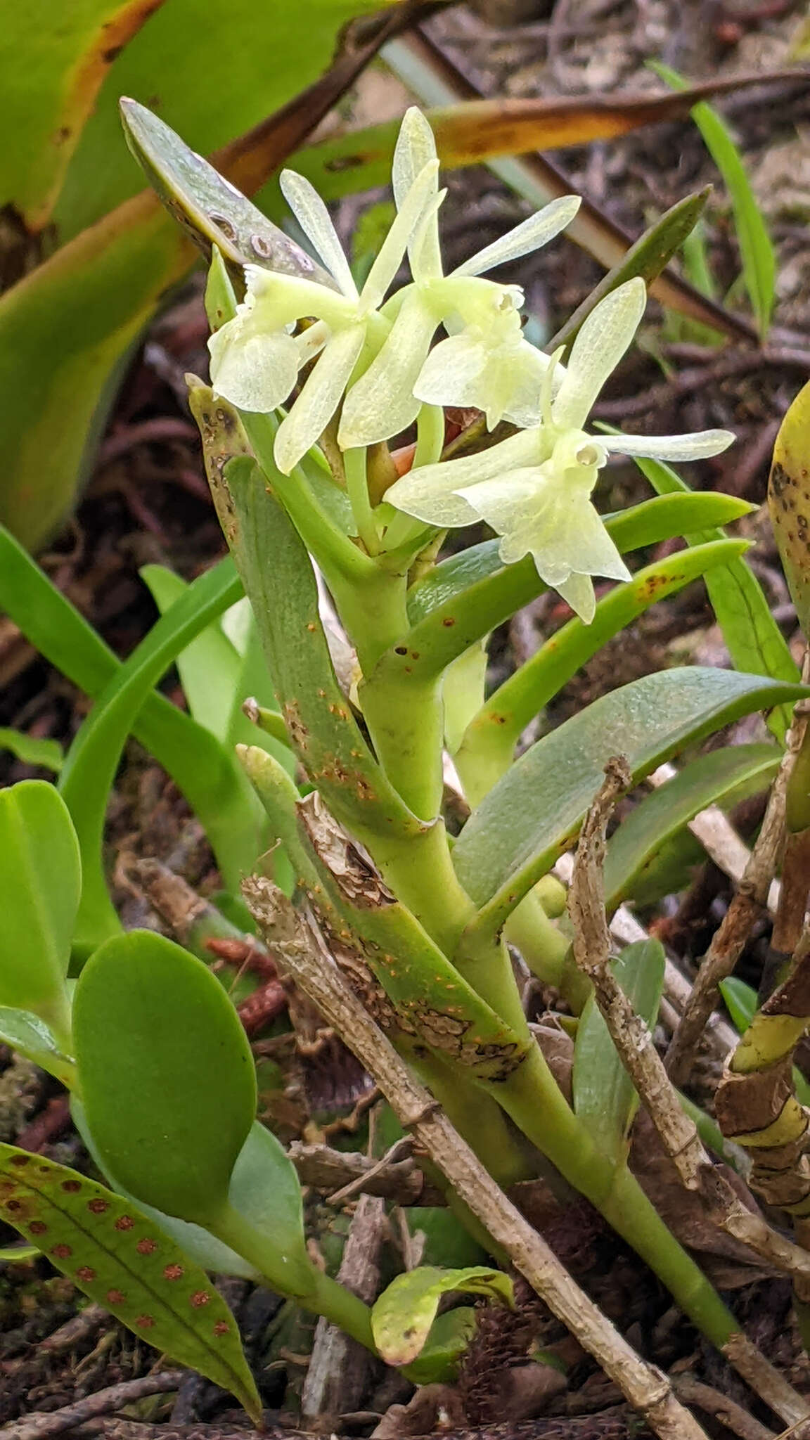 Image of Epidendrum difforme Jacq.