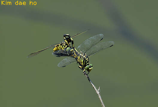 صورة Sinictinogomphus Fraser 1939