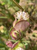 Image of Lopholaena disticha (N. E. Br.) S. Moore